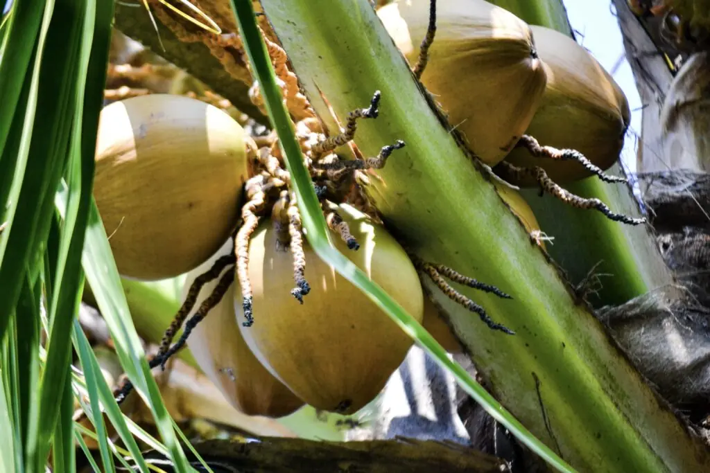 The Truth About Coconut Water: 12 Facts That Might Surprise You