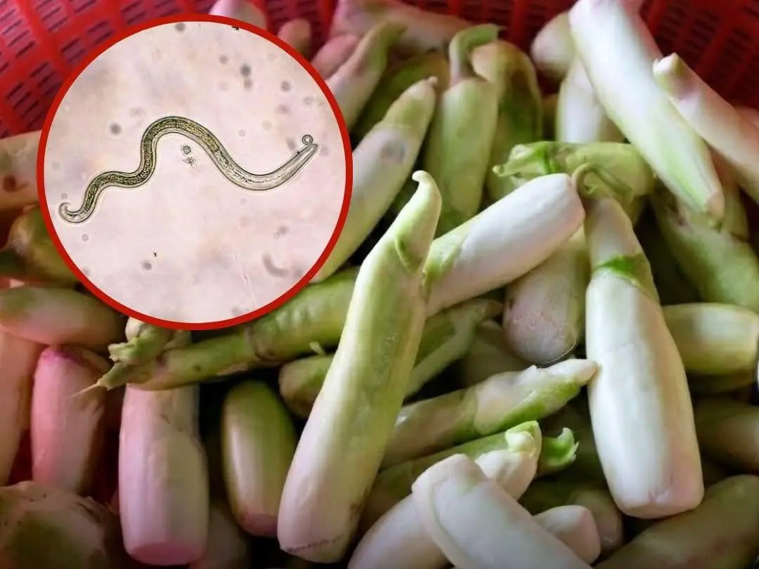 The Vegetable Most Likely To Carry Parasites Is Also One Many People Love Eating Raư