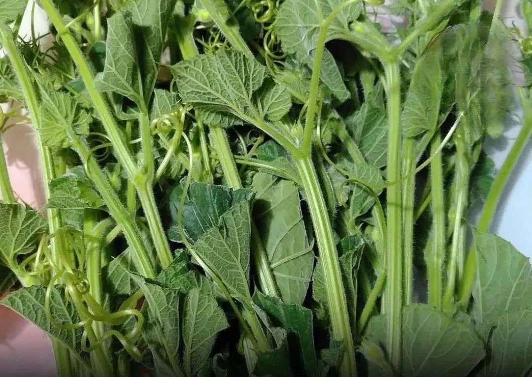 Do These 3 Vegetables Really Cause Cancer? Separating Facts from Fear