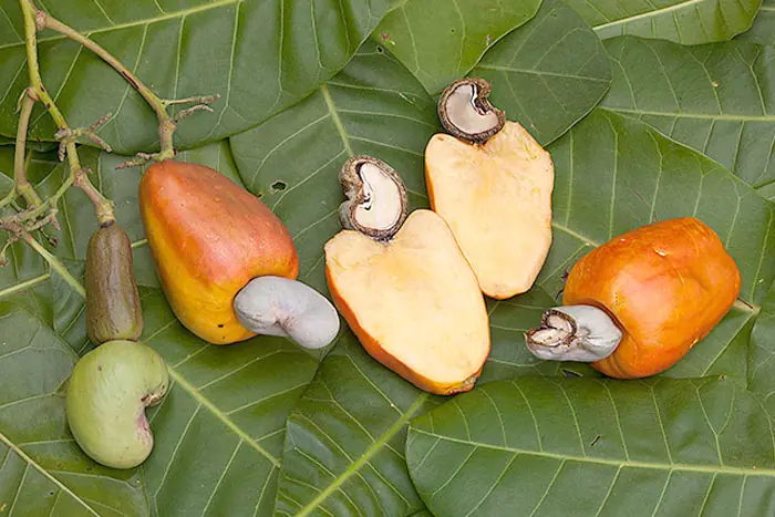 You May Be Surprised by What Regular Cashew Consumption Can Do to Your Health
