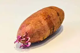 8 Things You Should Know About Sweet Potatoes Before Adding Them to Your Plate