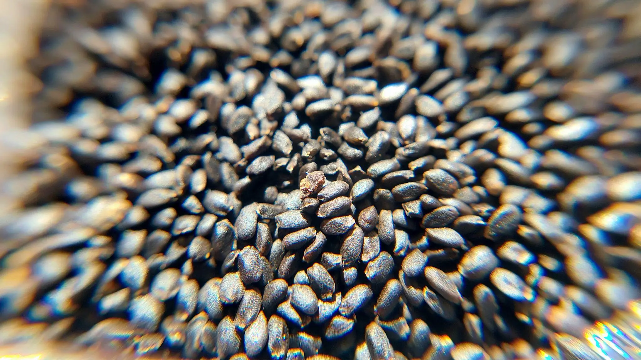 What Happens to Your Body When You Eat Chia Seeds Regularly?
