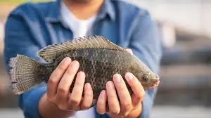 Tilapia Is One of the Most Popular Fish—But Here's What Experts Say
