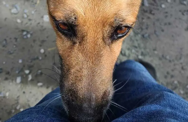 Dog Sniffing Explained: What Your Pet Is Trying to Tell You
