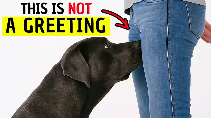 When Your Dog Sniffs You There, It's Actually Trying to Tell You Something