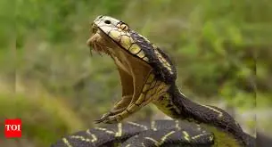 Snake Bite Emergency: The Critical Steps to Take Immediately