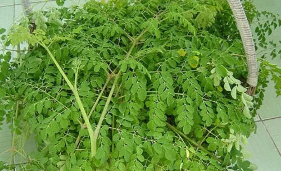 The whole world is celebrating the discovery of a vegetable that has the ability to fight cancer a hundred
