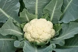 Cauliflower Is Healthy—But Doctors Say There Are a Few Things You Should Know First