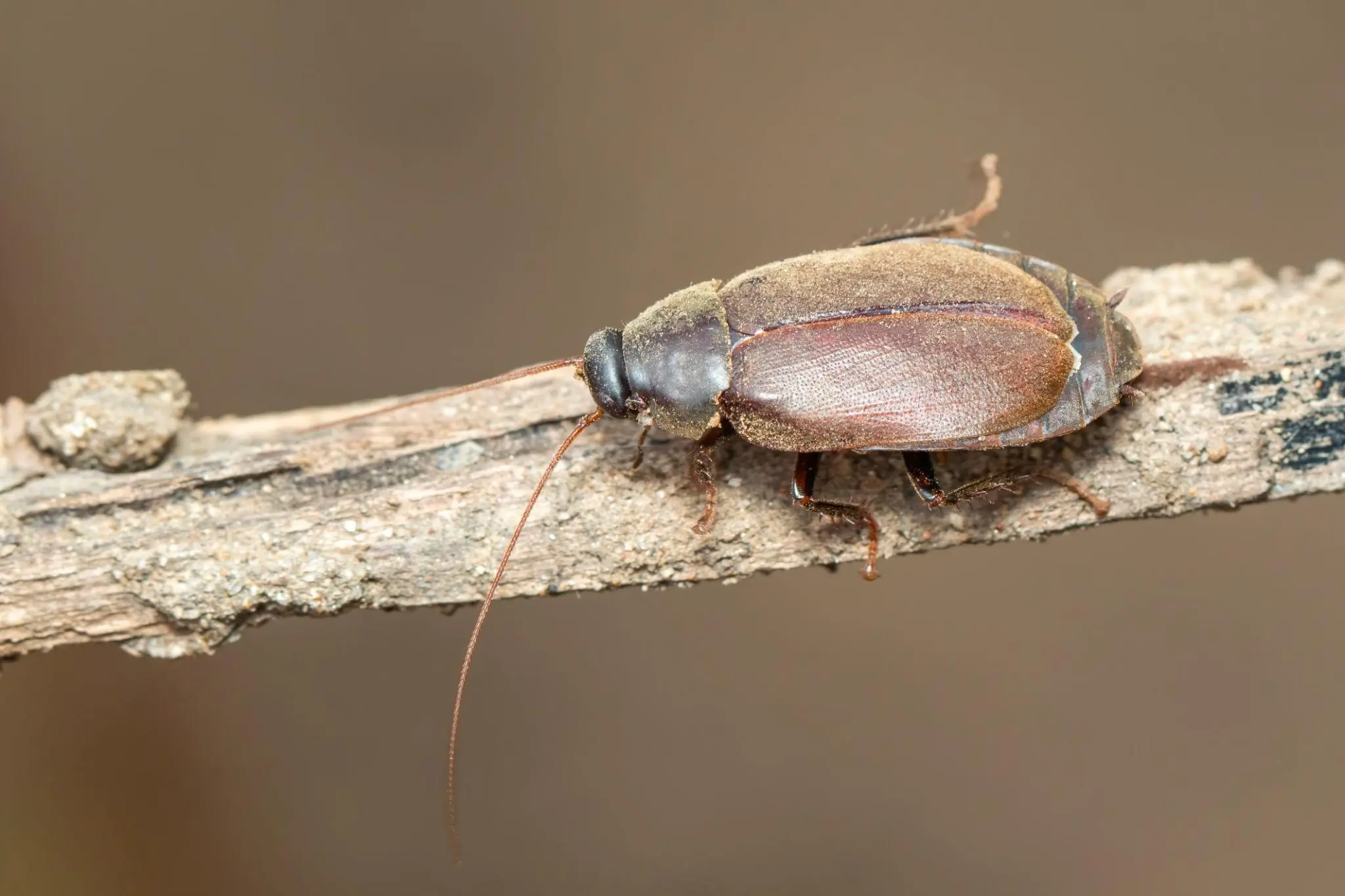 Cockroach Milk: Could It Become the Superfood of the Future?