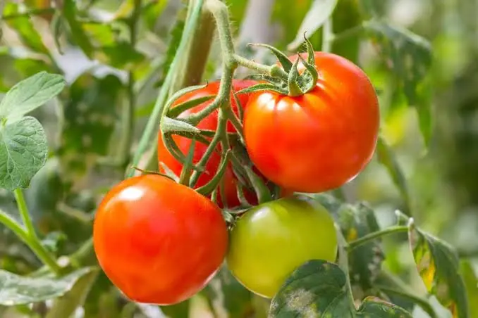Eating Tomatoes Every Day? Here's What Experts Say Could Happen