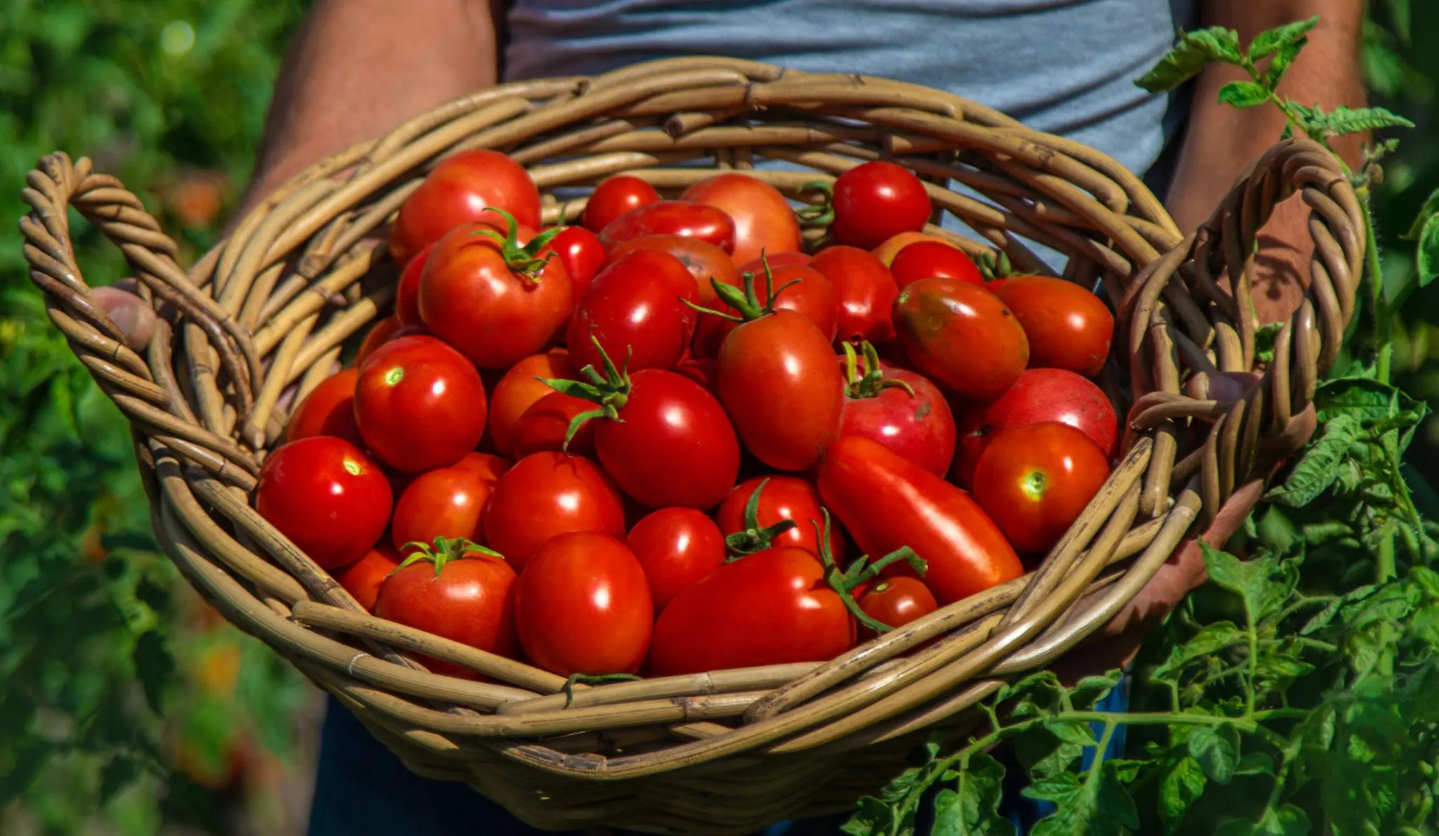 6 Clever Ways to Store Tomatoes So They Stay Fresh for Weeks