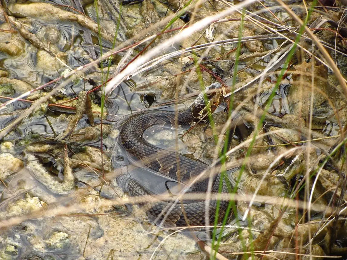 What To Do First After a Snake Bite: Essential Steps That Could Save a Life