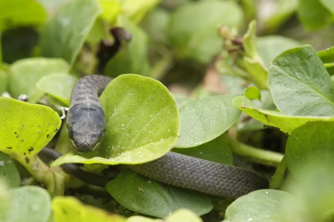 4 Common Garden Plants That May Attract Snakes — And 3 That Can Help Keep Them Away