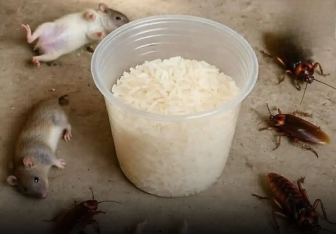 This will make rats and cockroaches disappear, all in the same day. Recipe in comments