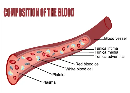Experts Say These Foods May Support Healthier Blood Flow and Arteries