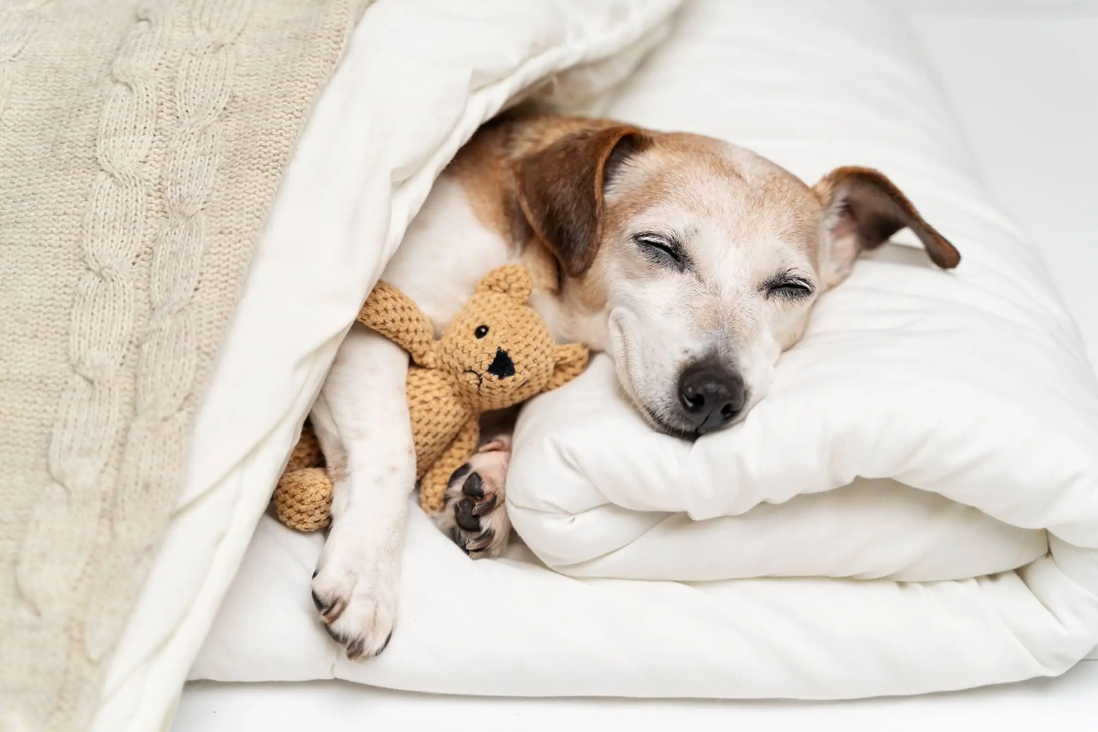 11 Signs Your Dog May Be Nearing the End of Life: What Every Pet Owner Should Know