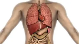 What Happens to Your Body When You Drink Water on an Empty Stomach Every Morning
