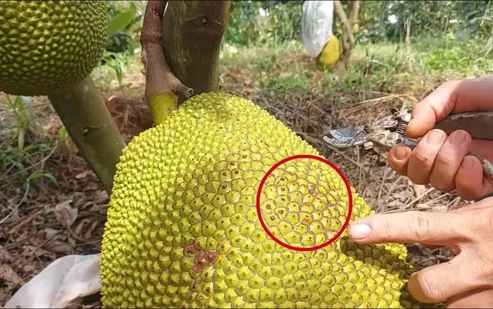 Experts Say Jackfruit May Not Be Suitable for These 5 Types of People