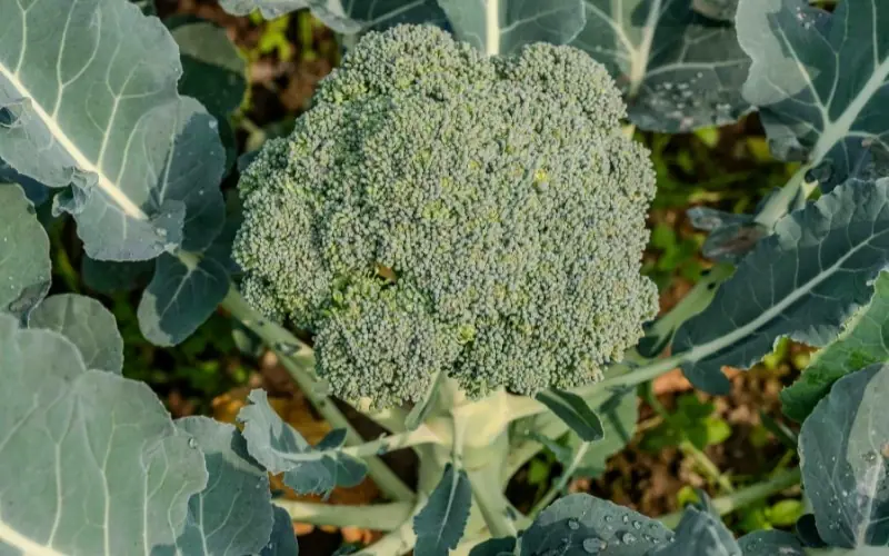 Doctors Reveal What Happens to Your Body When You Eat Broccoli Regularly