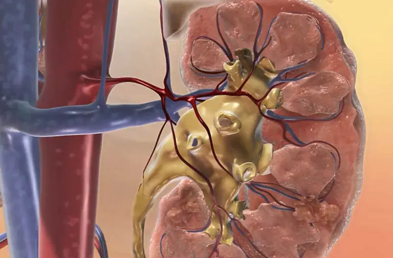 Your Body May Be Warning You About Kidney Issues - Watch for These Symptoms