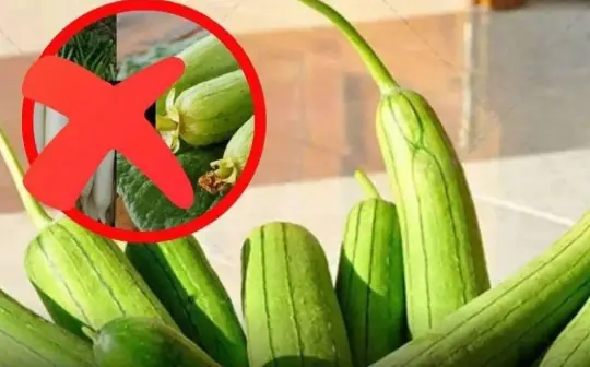 Luffa (Sponge Gourd): Nutritional Benefits, Food Combinations to Avoid, and Who Should Not Eat It