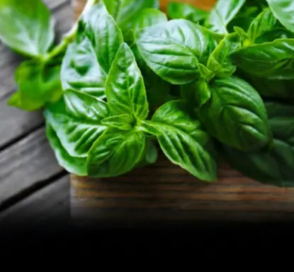 Why you should grow at least one basil plant indoors? - No matter how big or small your space is