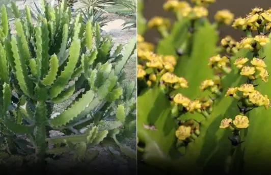 Try picking a few plants from this list and see what good things come your way!