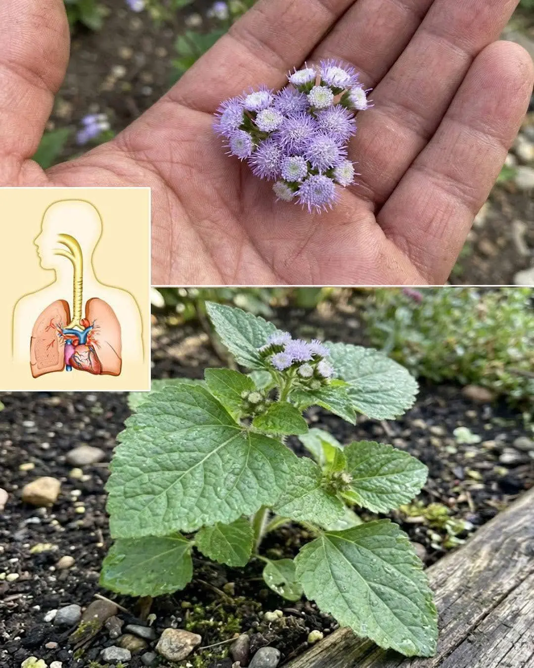 Essa planta é mais saborosa que carne! 8 motivos para cultivá-la no seu jardim...