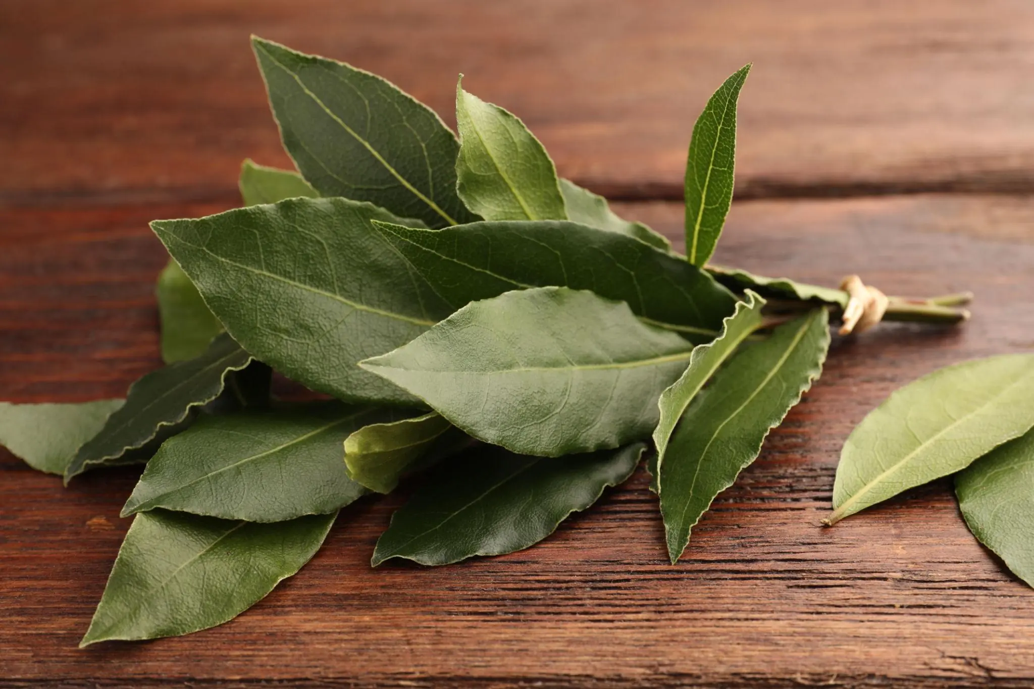 Boil These Common Leaves for One Hour? The Homemade Pest Trap That Helps Keep Flies, Mosquitoes, and Cockroaches Away