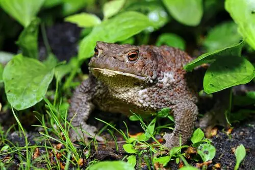 What Happens If a Toad Suddenly Appears in Your House?