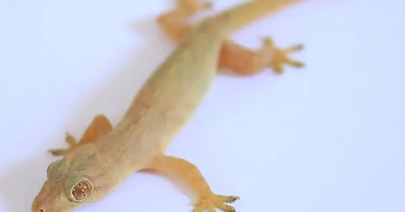 Geckos in Your Home? Here Are Some Safe and Simple Ways to Help Keep Them Away