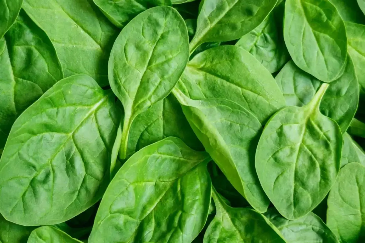 100-Year-Old Doctor Still Treats Patients, Credits Four Daily Vegetables for a Long, Healthy Life