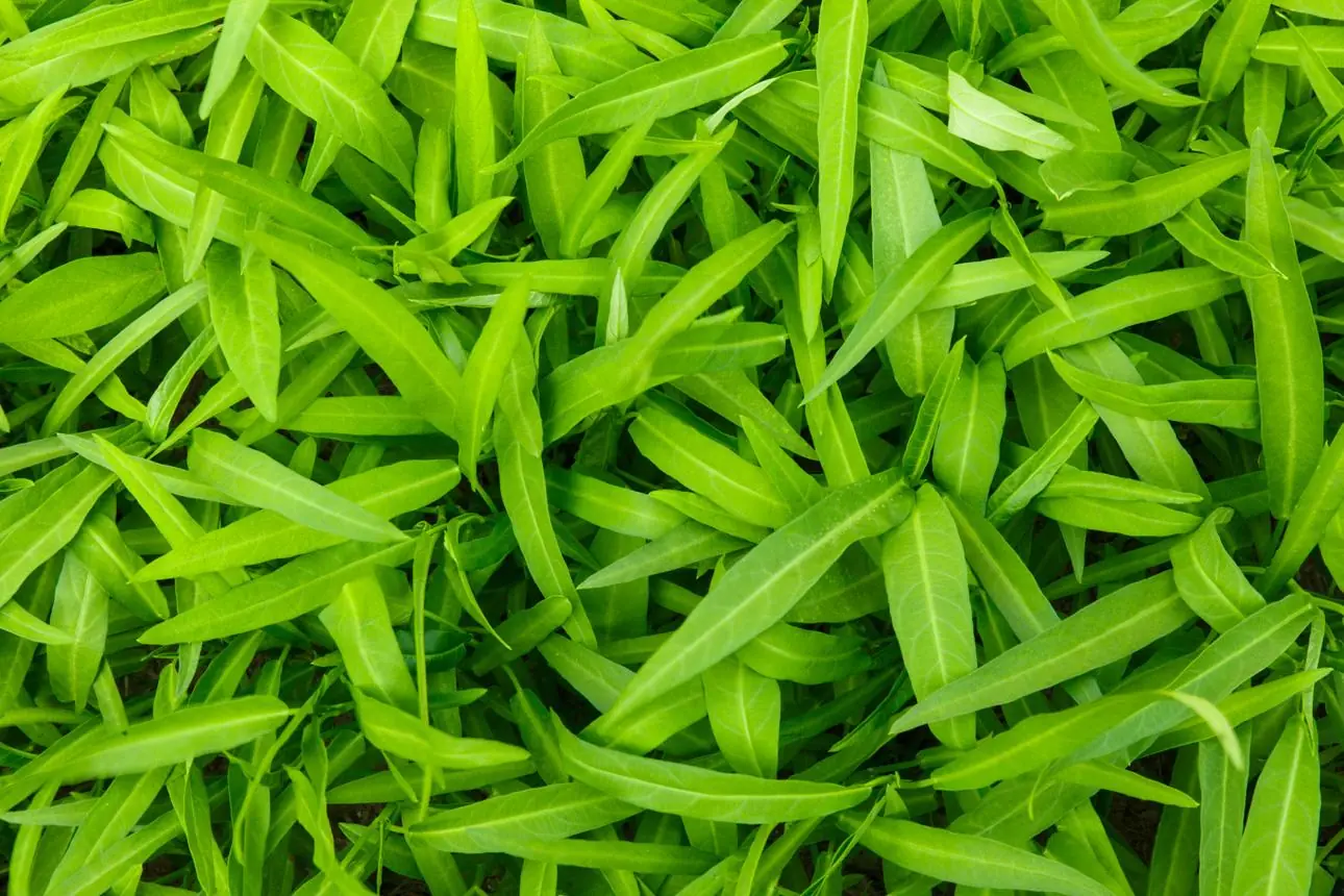Family of Four Hospitalized After Eating a Common Vegetable: The Hidden Danger of Improper Preparation