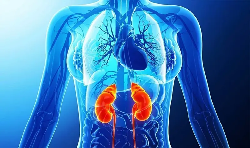 Healthy Kidneys Start With Healthy Habits: Avoid These Common Mistakes