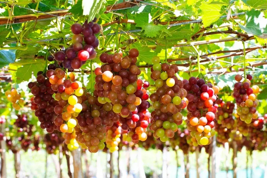 Are Grapes Good for You? Here's What to Know Before Eating Them Regularly