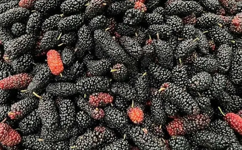 This Seasonal Favorite Is More Than Just Delicious. It Contains Nutrients That May Support Your Health