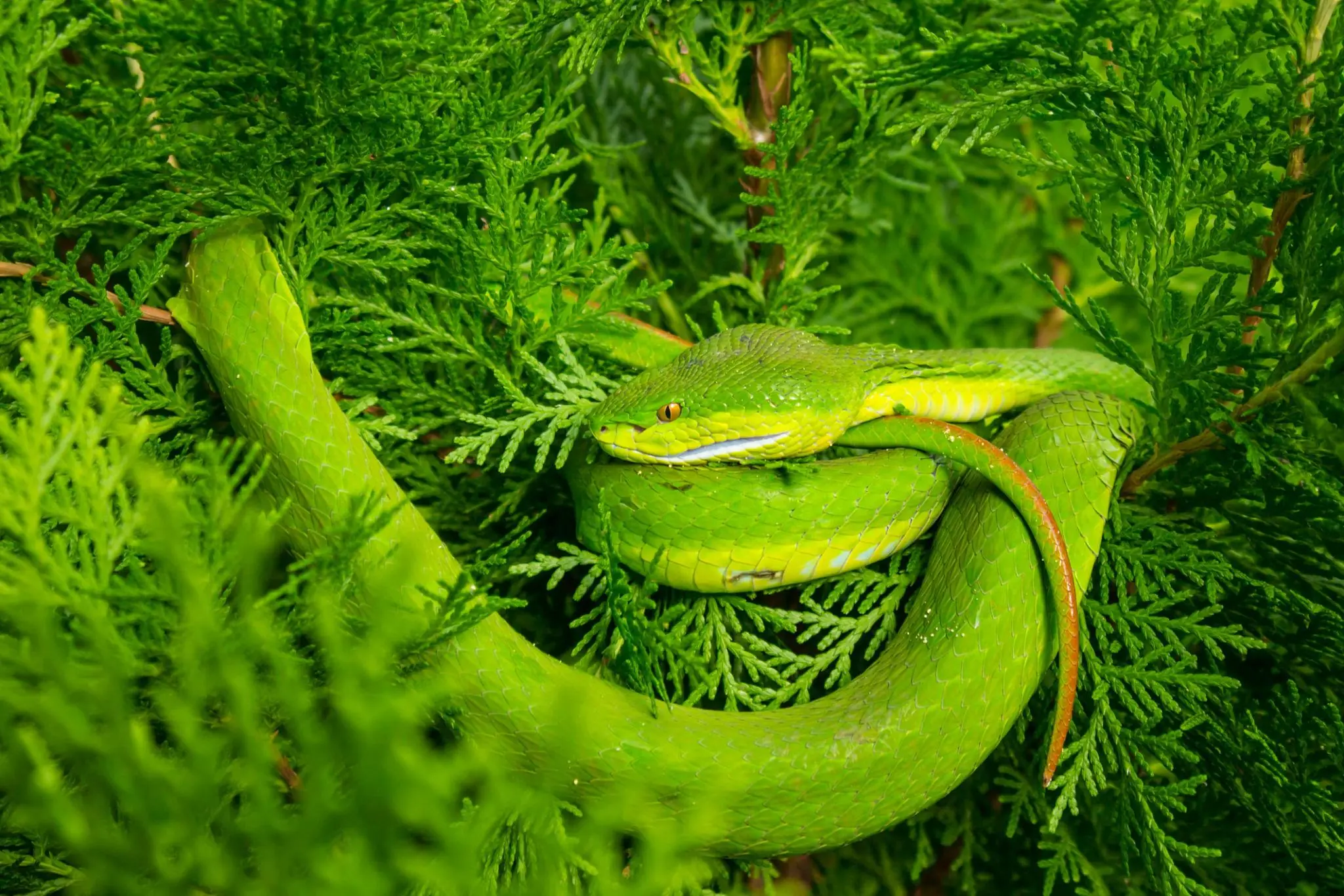 Plants You Should Avoid Growing Near Your Home: Do They Really Attract Snakes?