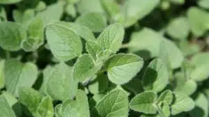 Most People Overlook Oregano Leaves—Here's Why They Deserve More Attention