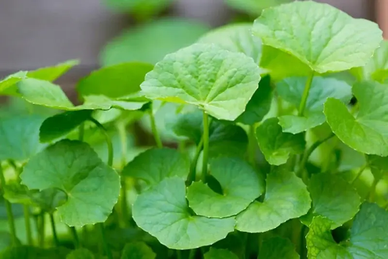 The Hidden Beauty Secret in Pennywort: A Simple Green That May Support Healthy, Glowing Skin