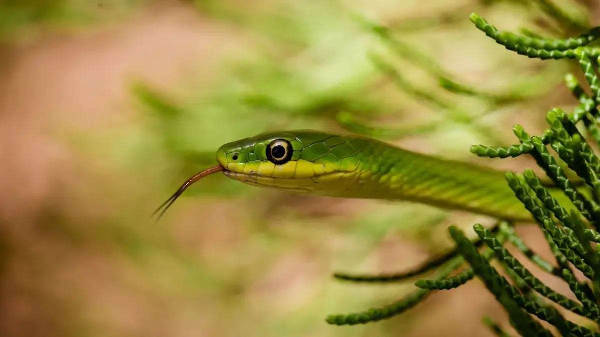 These 4 Garden Plants May Create Ideal Hiding Spots for Snakes