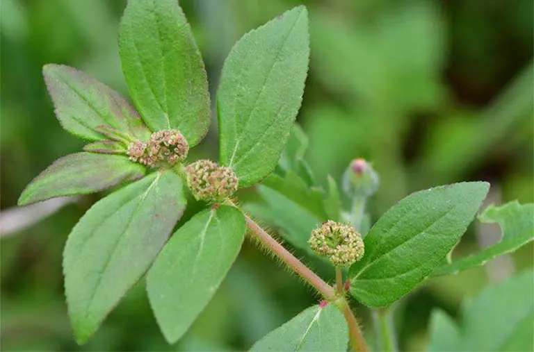 The Hidden Value of Asthma Weed (Euphorbia hirta): A Traditional Medicinal Plant With Remarkable Potential