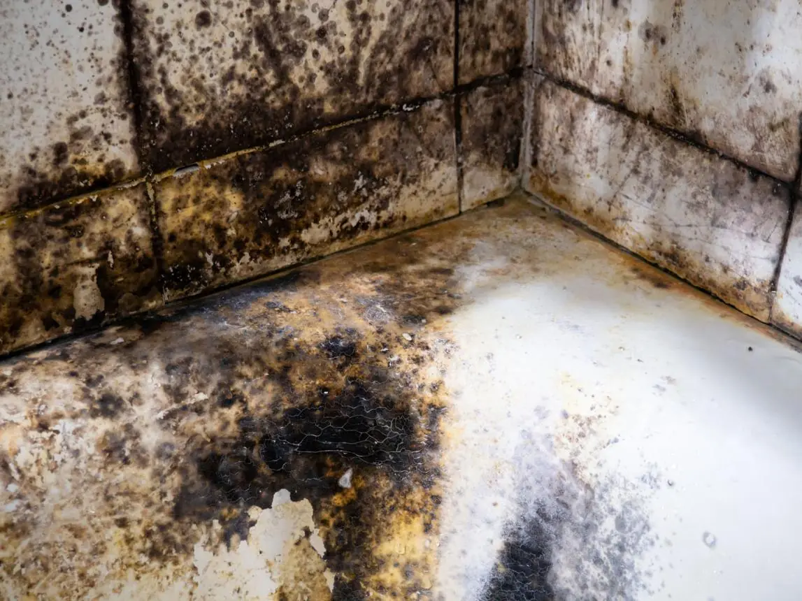 Hidden Mold at Home? How It Can Affect Your Bones, Lungs, and Overall Health