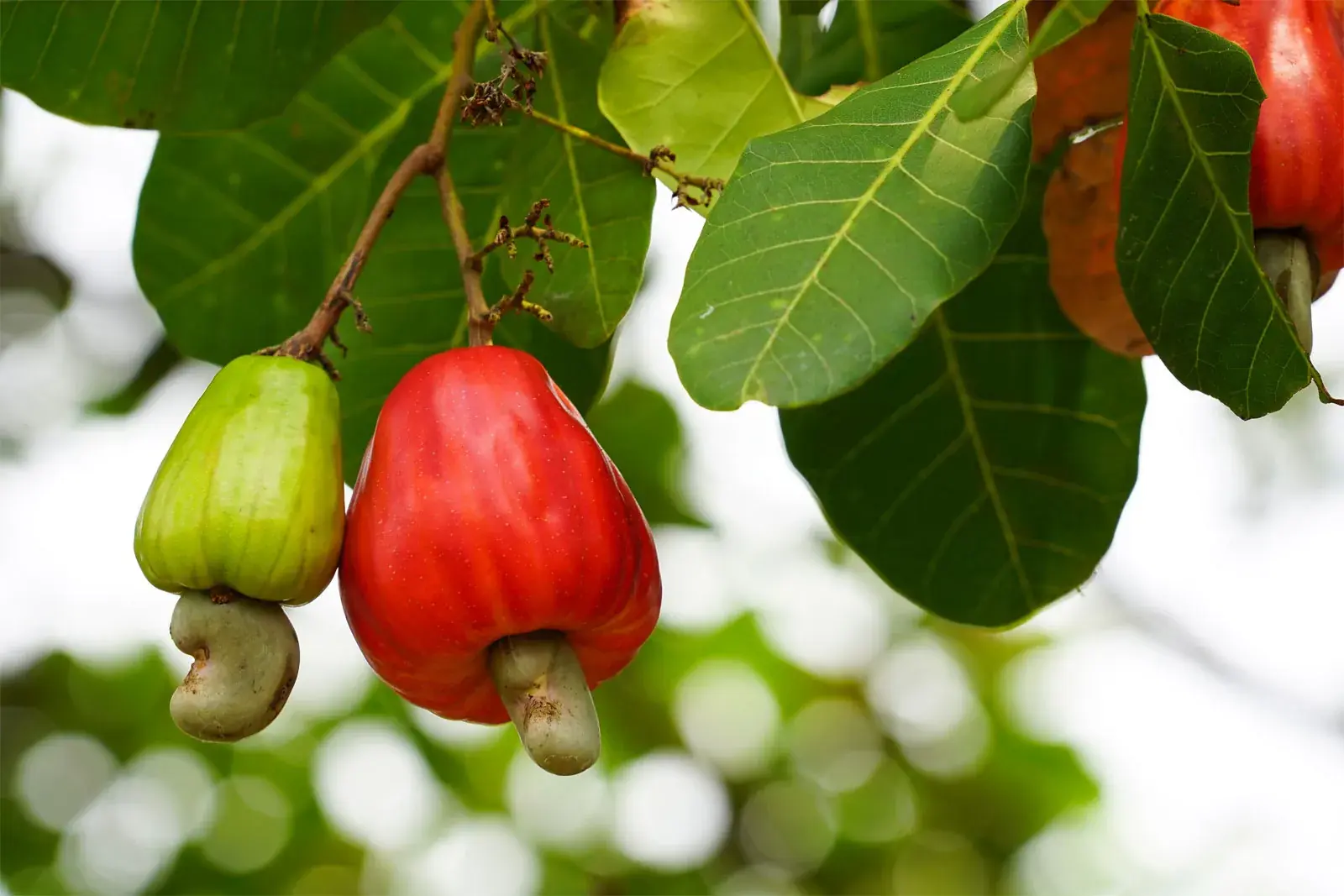Nutrition Experts Say There's Something You Should Know About Cashews