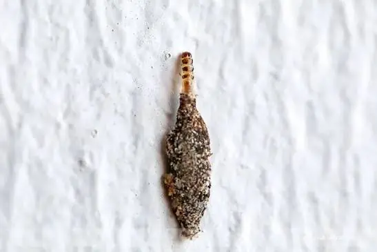 Have You Ever Seen the Kamitetep? Here's What Makes This Unusual Moth So Fascinating