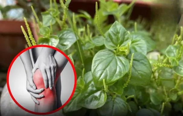 This precious vegetable can ease joint and bone pa:in — yet most people pull it out without knowing its value