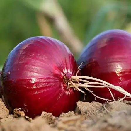 Most People Eat Onions Without Knowing What They May Do to the Body