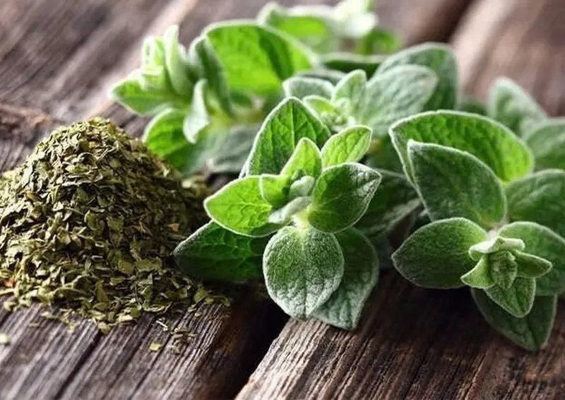 Can One Herb Really Destroy Parasites and Fight Urinary Tract Infections? Here's What the Science Says
