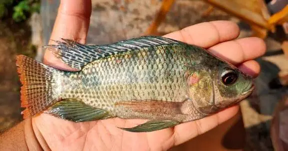 Many People Eat This Fish Regularly Without Knowing the Potential Risks