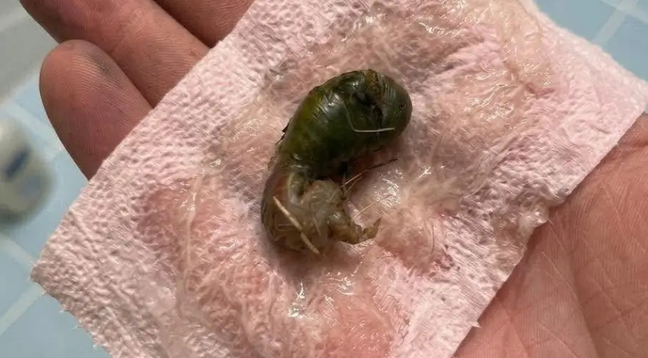 A Strange Green Object on the Bathroom Floor Left This Family Searching for Answers