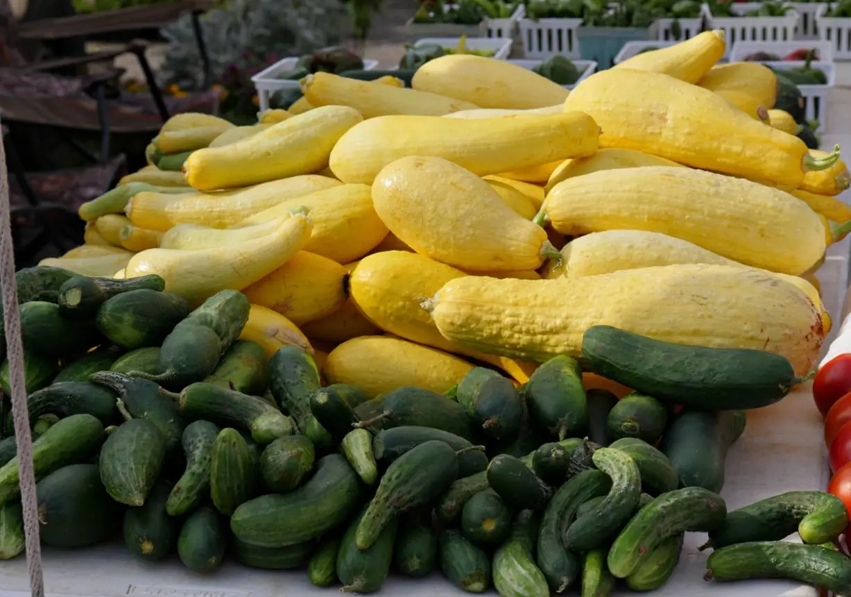 Doctors Warn: Bitter Vegetables May Contain Natural Toxins—Know What to Look For